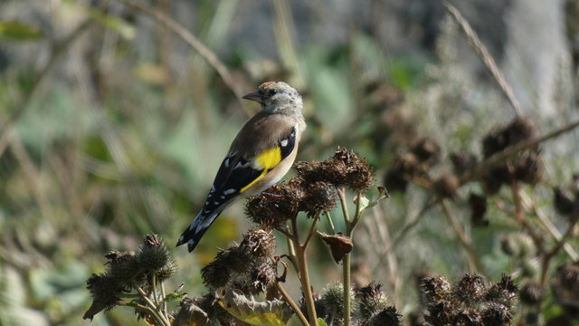 Goldfinch on a thisle