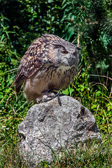 Eagle owl on the stone. Latin name - Bubo bubo