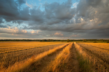 Obraz premium A dirt road through mowed fields and dark clouds during sunset