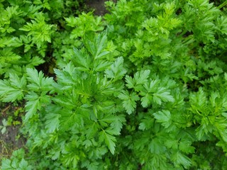 fresh green parsley, top view, selective soft focus