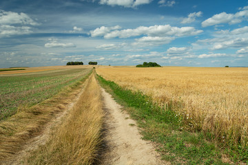 Fototapeta na wymiar A dirt road through fields and white clouds on blue sky