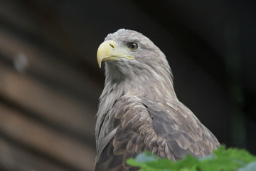 red tailed hawk