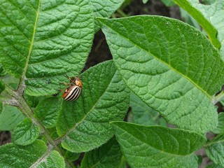 potato beetle on a leaf of a potato plant
