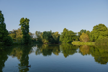 Fototapeta premium Outdoor sunny scenery of silence reflected pond surrounded with tranquil, shady and natural atmosphere and background of trees at Zoo Park in Düsseldorf, Germany.
