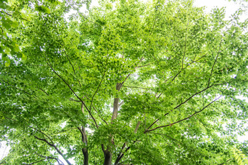 Tree background with green leaves