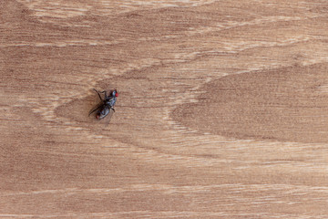Dead fly upside down on the ground