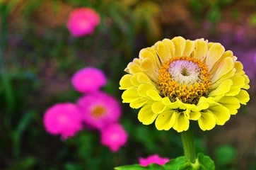 Yellow zinnia flowers blooming in a garden. Beautiful yellow zinna flowers close-up. Flower background