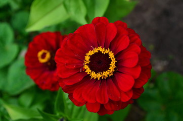 Red zinnia flowers blooming in a garden. Beautiful red zinna flowers close-up. Flower background