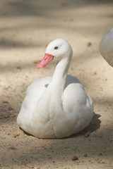 white duck in the water