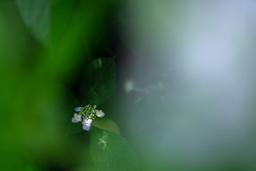 紫陽花