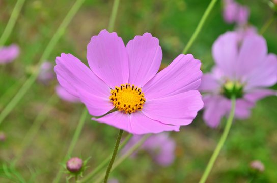 Beautiful cosmos flowers in a garden, white and pink cosmos. Summer garden flowers
