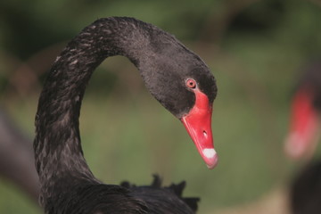 black swan portrait