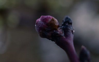 close up of a purple flower bud