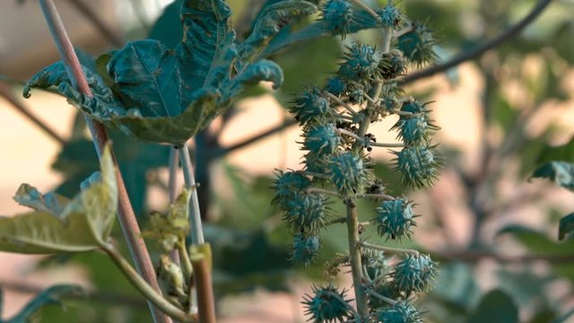 agriculture of Castor,Cultivation of castor,Castor bean ricinus communis, Castor oil plant,castor,castor bean footage, selective focus