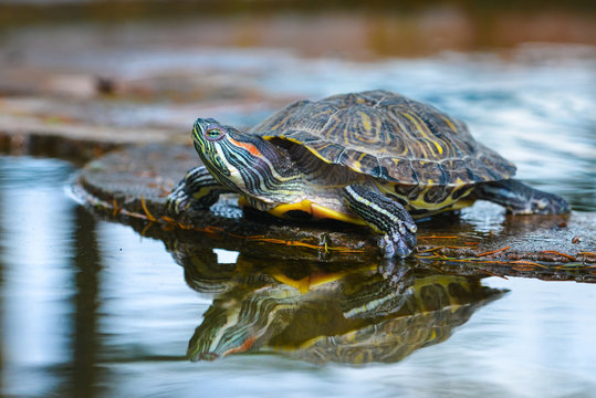 Water turtle