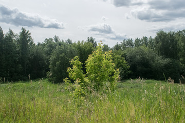 A single tree stands in the tall grass against the background of the forest and the blue sky
