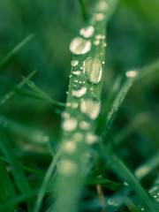 dew drops on grass