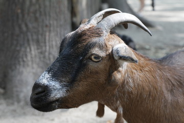 portrait of a goat