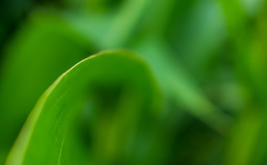 Leave close up view texture