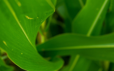 Curved lines of a green leave