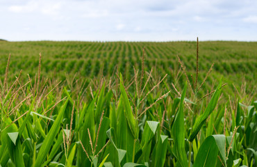 Green cornfield with converge lines