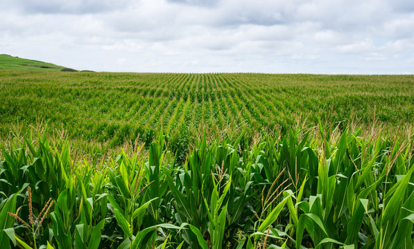 Green cultivated Cornfield lines view