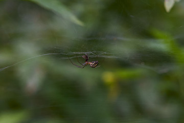 spider on a web