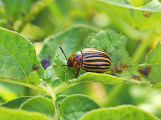 Colorado potato beetle sitting on a pitted potato leaf. Protecting this agricultural plant from pests. Close-up. A bright horizontal illustration. Macro
