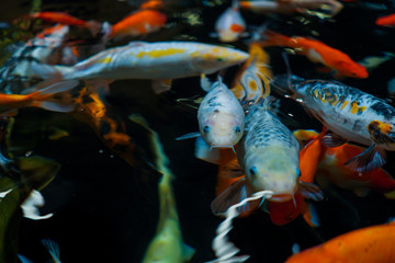colorful fishes in a pond