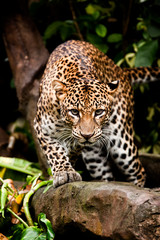 Fototapeta na wymiar Leopard perch 2