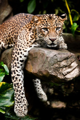 Leopard perch 1