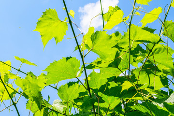 Obraz premium Grape leaves