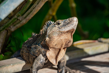 A wild black spiny-tailed iguana sits on a patio near Manuel Antonio National Park in Costa Rica. Ctenosaura lizard