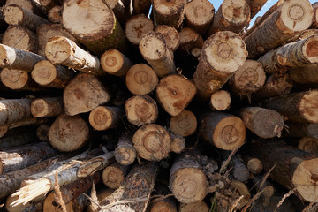 Pile of pine logs in a sawmill for further processing into pellets