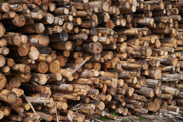 Pile of pine logs in a sawmill for further processing into pellets