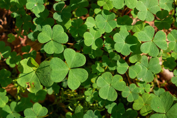 Common Wood Sorrel Oxalis acetosella leaves texture macro, selective focus, shallow DOF.