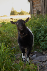 Goat eating grass,Goat on a pasture. White goat. Cattle on a village farm.