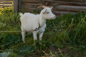 Fototapeta premium Goat eating grass,Goat on a pasture. White goat. Cattle on a village farm.