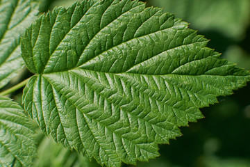 Green grass in the meadow. Lawn in a city park with trimmed grass. Sun rays and glare. Horizontal photography. Forest in spring or summer. Ecology concept. Blurry bokeh.