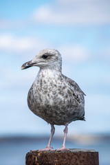 Obraz premium Portrait of young silver seagull perfectly standing on pole in the local marina in Mudeford Bay, close capture of bird with blurred background and focus on sea gull making eye contact, sunny day and