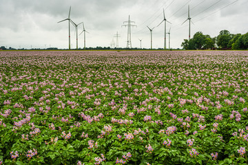 Windpark bei Carolinensiel in Ostfriesland