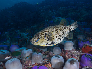 Map pufferfish in anemone garden (Mergui, Myanmar)