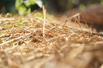 Growing small tree plant in soil plantation