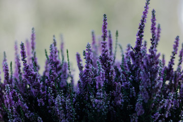 lavender purple plant