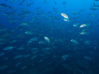 School of Bigeye trevally (Mergui, Myanmar)
