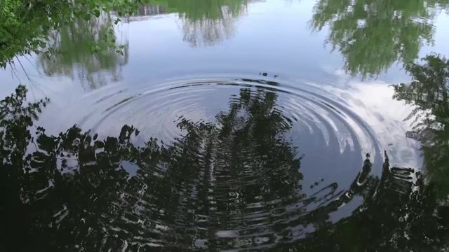 Circles in the water that form when a stone is thrown into a pond