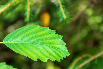 A beautiful green leaf against the background of a coniferous forest. Copy space. Shallow depth of field. Background blurred