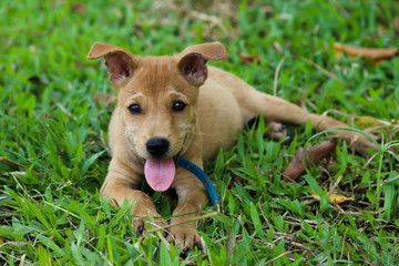 Thai bangkaew dog puppy