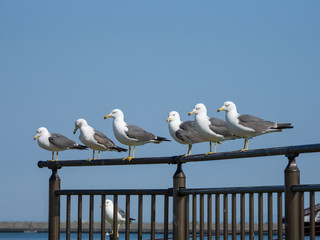 Black-tailed gulls at Kabushima,  in Hachinohe, Aomori, Japan.