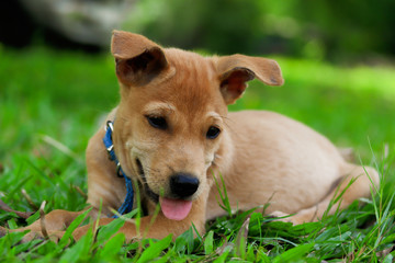 Thai bangkaew dog puppy